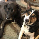 Entry image for Trooper & Domino