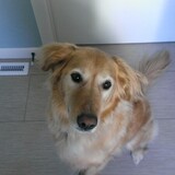 Entry image for carson