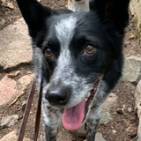 Entry image for Sydney and Nutmeg