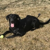 Entry image for Cooper