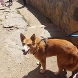 Entry image for Lady 