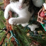 Entry image for Meeko