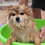 Entry image for Sammy