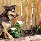 Entry image for Annie guarding the newly planted flowers