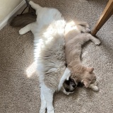 Entry image for Deuce and Spenser