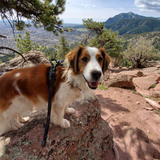 Entry image for Dutch