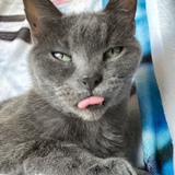 Entry image for Coco von Fluffytocks 