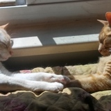 Entry image for Peaches and Ginger