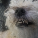 Entry image for Dillon