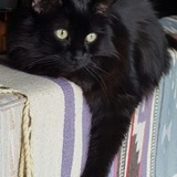 Entry image for Lily