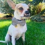 Entry image for Ocho