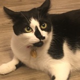 Entry image for Molly Moo