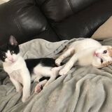 Entry image for Oliver and Rebel