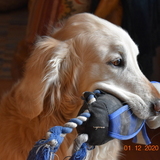 Entry image for Louie