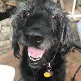 Entry image for Scout