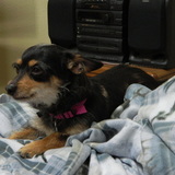 Entry image for Pixie