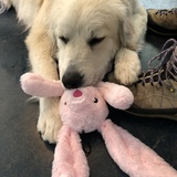 Entry image for Sugar 