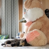 Entry image for Lucy