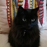 Entry image for Simon