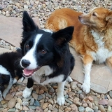 Entry image for Pepper, Dallas & Lexi