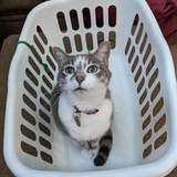 Entry image for Nala