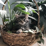 Entry image for Omar