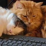 Entry image for Charlie & Sunny