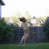 Entry image for Luna