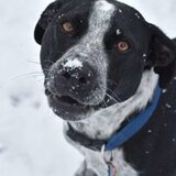 Entry image for Buddy 