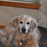 Entry image for Lizzie