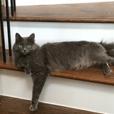 Entry image for Pyrite