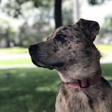 Entry image for Bucky 