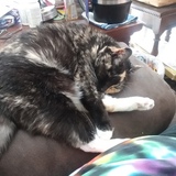 Entry image for Mittens