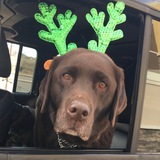 Entry image for Riley