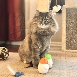 Entry image for LadyBug