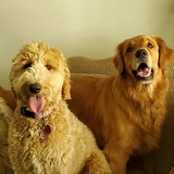 Entry image for Roxy and Cooper