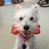 Entry image for Gracie