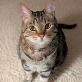 Entry image for Moses