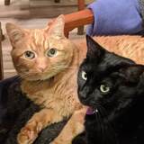 Entry image for Chester and Mindy