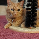 Entry image for Chester