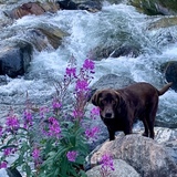 Entry image for Sunny