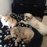 Entry image for Shay, Oscar and Cory