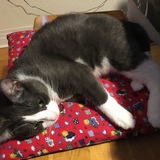 Entry image for Lila