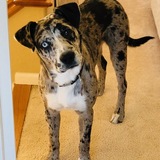 Entry image for Lefty