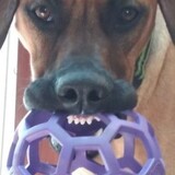 Entry image for Hieronymus Amani