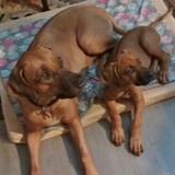 Entry image for Ozymandias and Hieronymus