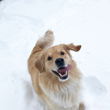 Entry image for Lambeau