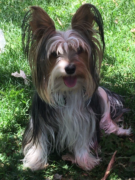 Entry image for Snickers. Clicking this image will show a larger photo