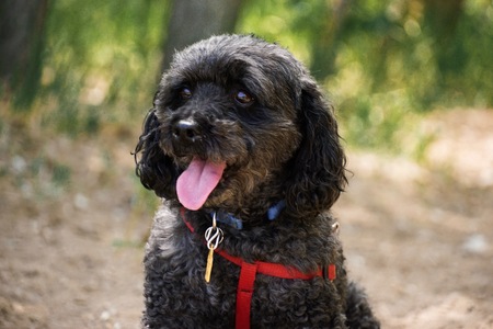 Entry image for Pepper. Clicking this image will show a larger photo