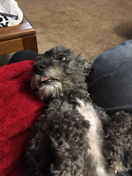 Entry image for Teddy. Clicking this image will show a larger photo